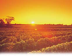 North Fork Wine Tours, Wine Tours North Fork, North Fork Winery Tours, Winery Tours North Fork, Wine Tours North Fork Long Island 